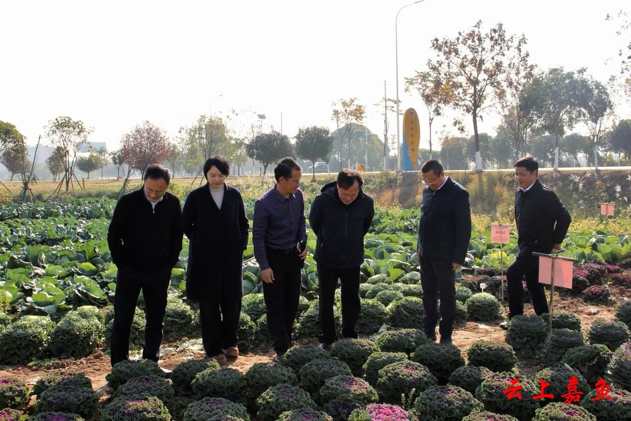 嘉魚(yú)縣人民政府門(mén)戶(hù)網(wǎng)站與赤壁企業(yè)網(wǎng)站建設(shè) 數(shù)字化轉(zhuǎn)型中的雙輪驅(qū)動(dòng)